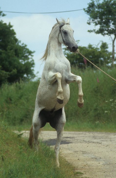 Naquib chez Yvon Ollivier, en 1995.