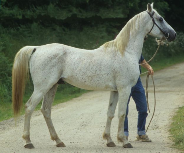 Naquib chez Yvon Ollivier, en 1995.