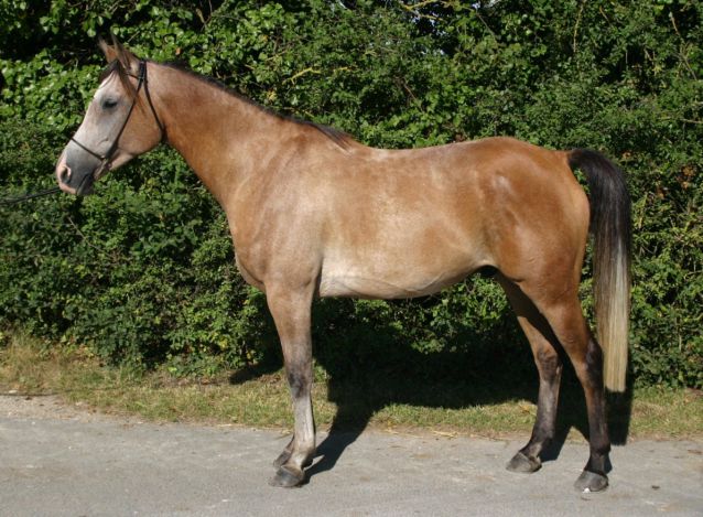 Onyx Charriere à 5 ans. Il toise 152 cm.