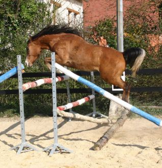 Onyx Charrière, 3 ans, saut.