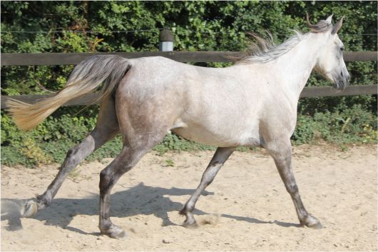 Quadix Charrière à 6 ans en 2010.