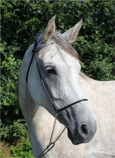 Quadix Charrière à 6ans en 2010.