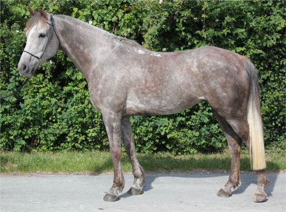 Qualsik Charrière à 7ans en 2011.