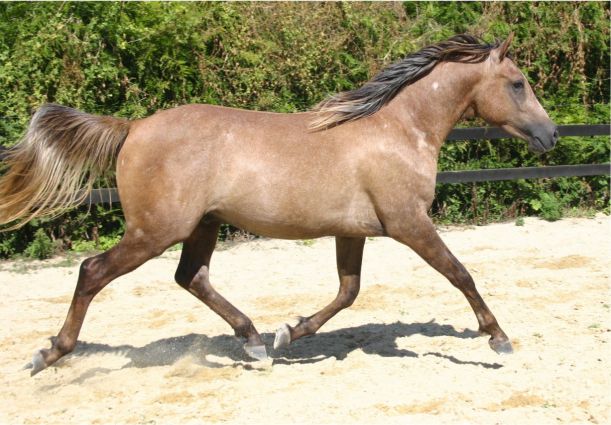 Cliquez pour le voir au trot (video)
