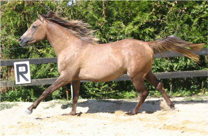 Cliquez pour le voir au galop (video)