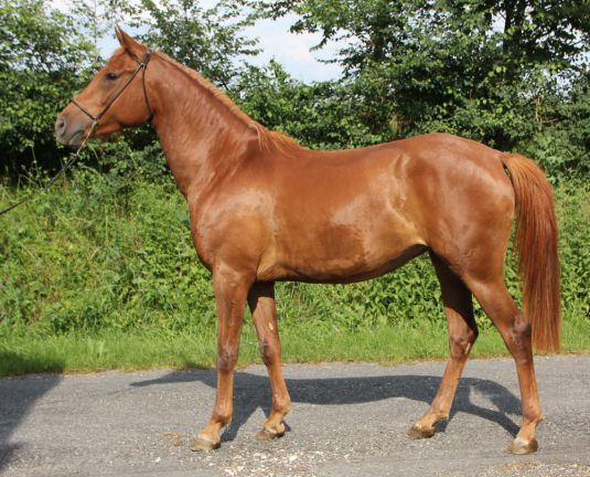 Dynamik Charriere en mai 2015 à 2 ans.