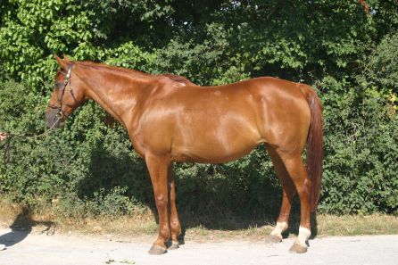 Véga V, la grand mère d‘Onyx Charrière à 17 ans, par El Fif et Sagesse III par Aigle Royal.
